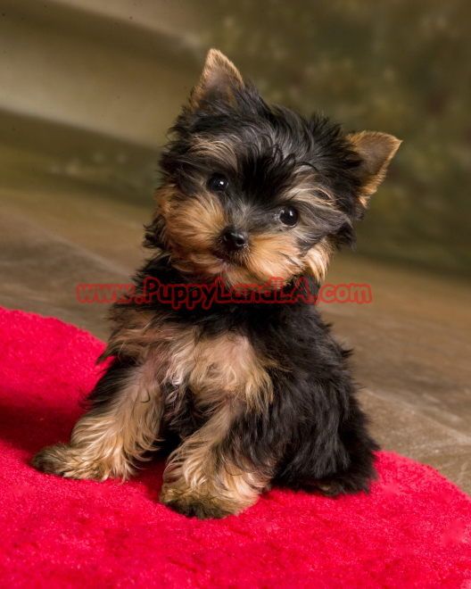 teacup yorkie